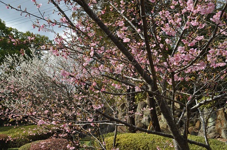 河津桜と梅