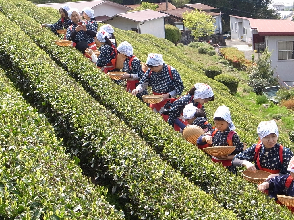 17年春の茶摘み体験が始まりました 伊豆の国市 蔵屋鳴沢 反射炉と地ビールとお茶の直売