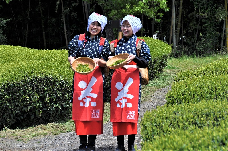 チャレンジ茶摘み体験 伊豆の国市 蔵屋鳴沢 反射炉と地ビールとお茶の直売